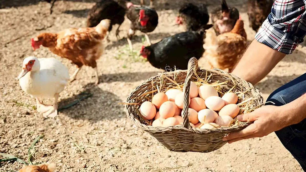 تباين أسعار الدواجن والبيض في الأسواق المحلية خلال تعاملات اليوم السبت